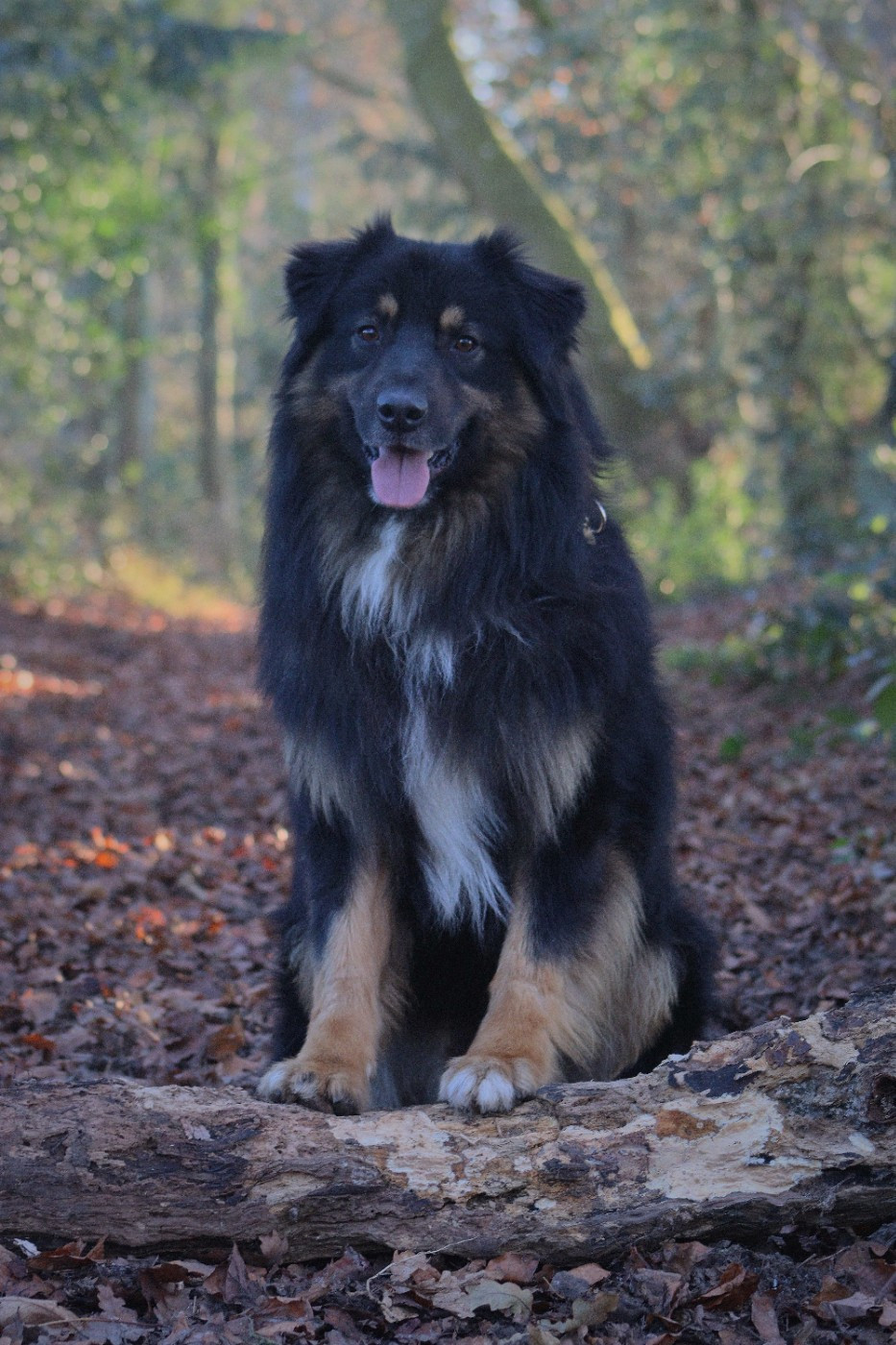 Viking Du Domaine De La Canurie