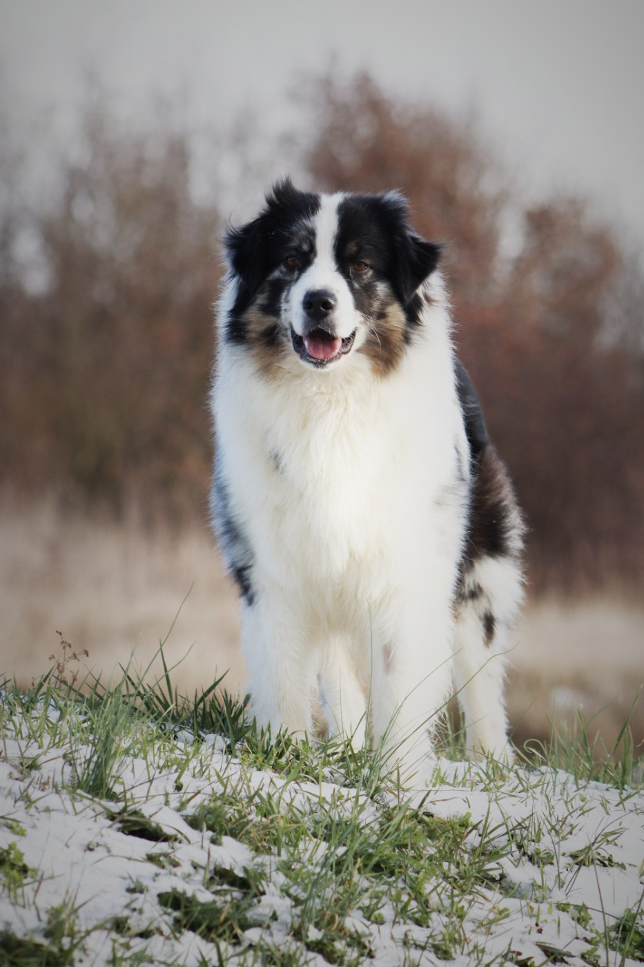 Valeria Du Domaine De La Canurie