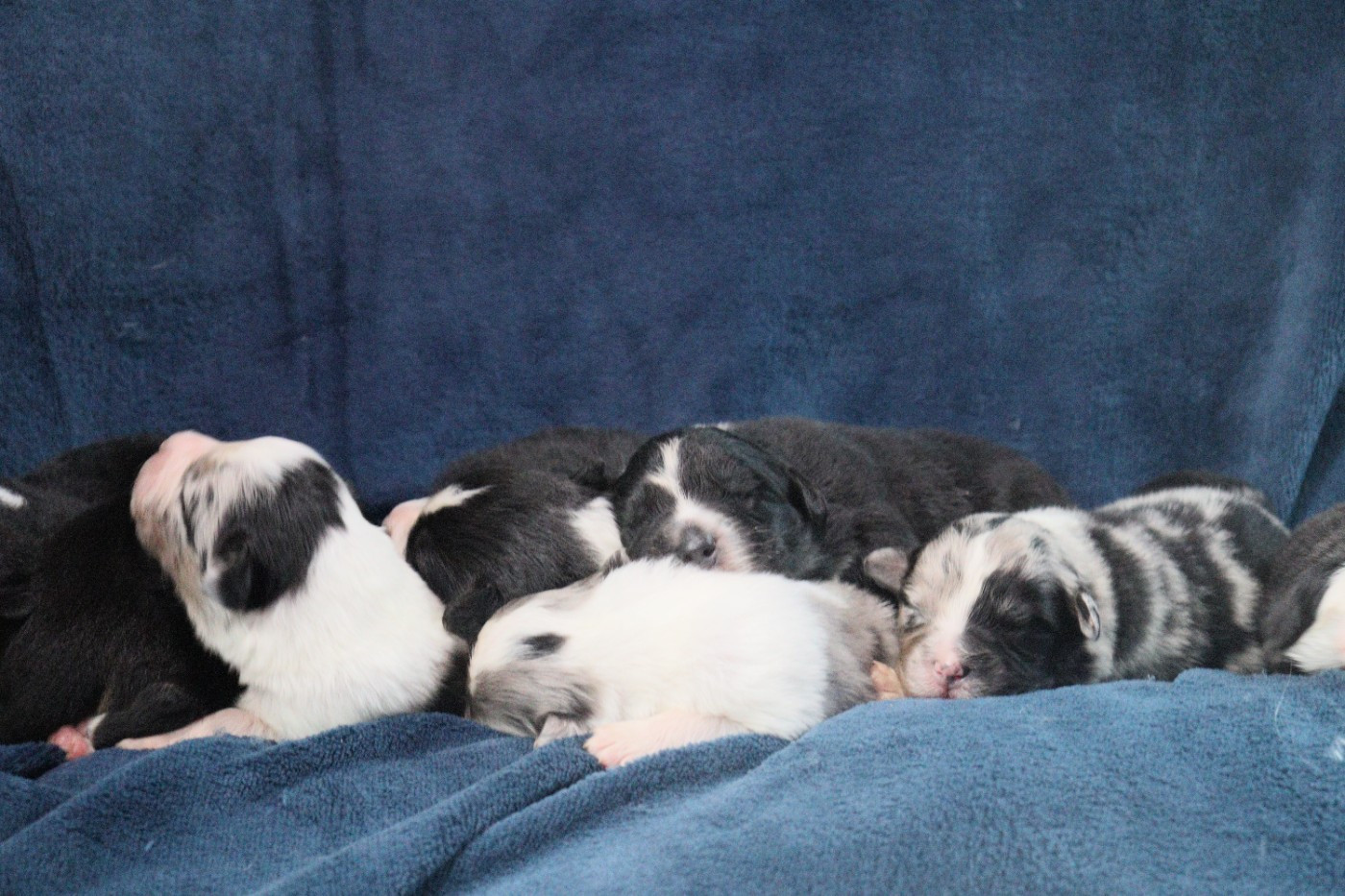 Chiot Berger Australien Aux Milles Chemins De Talunna