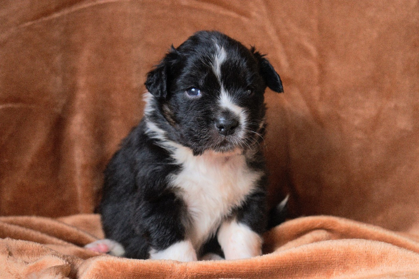 Aux Milles Chemins De Talunna - Chiots disponibles - Berger Australien