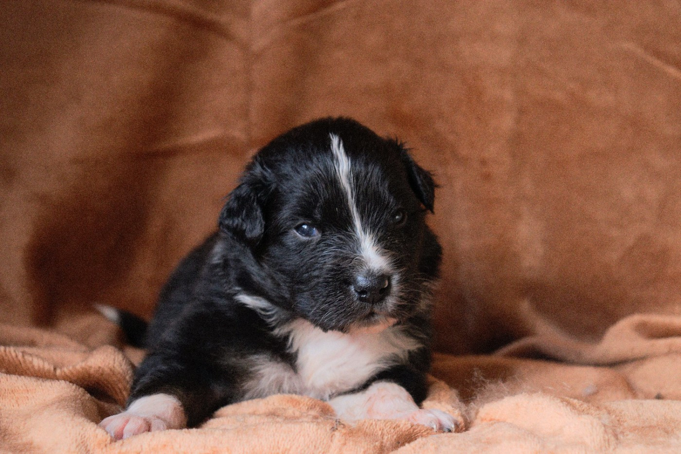 Aux Milles Chemins De Talunna - Chiots disponibles - Berger Australien