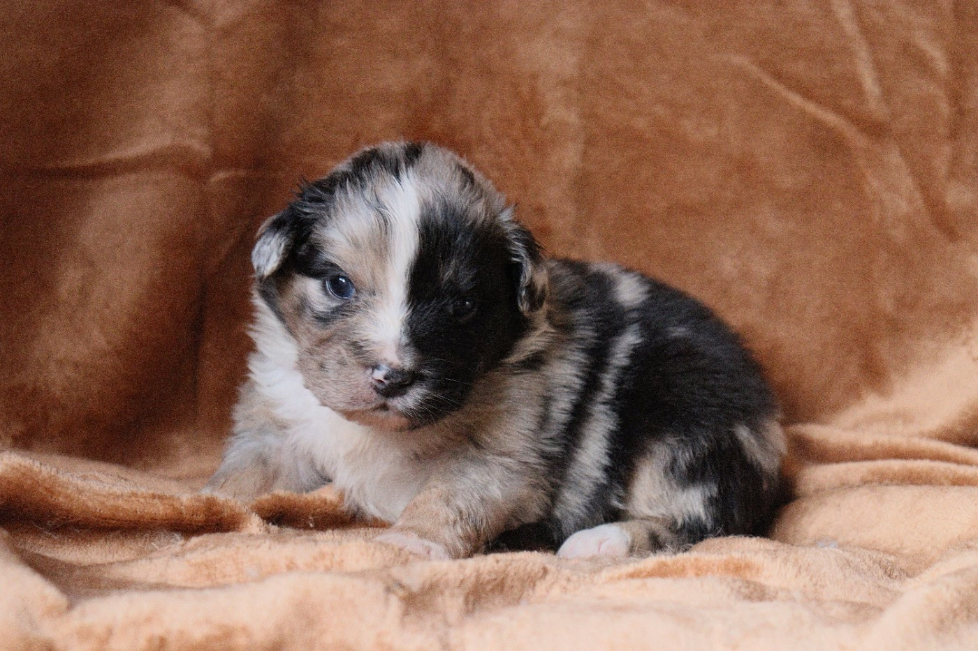 Aux Milles Chemins De Talunna - Chiots disponibles - Berger Australien