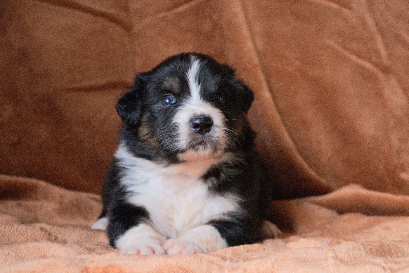 Aux Milles Chemins De Talunna - Chiots disponibles - Berger Australien