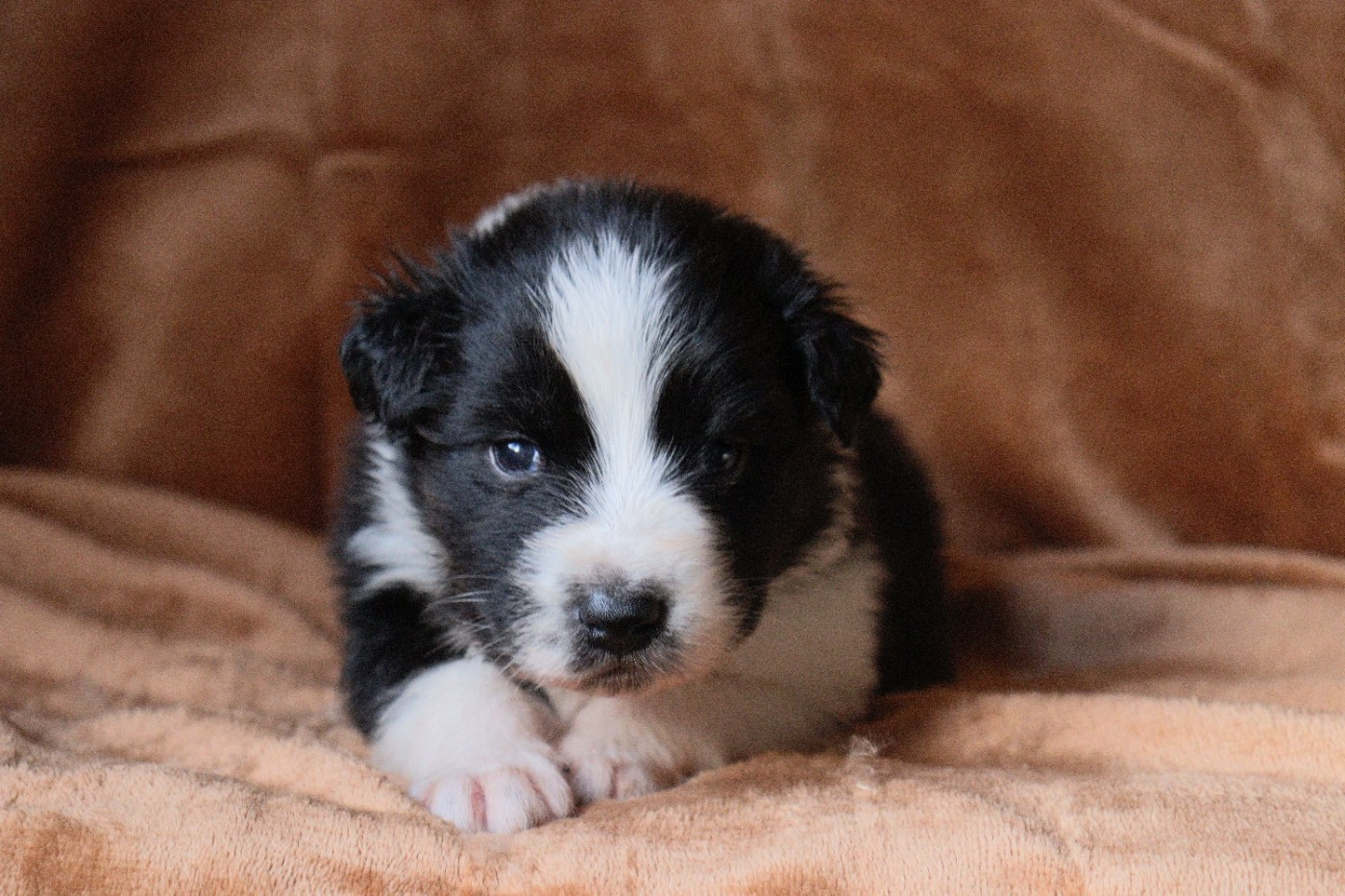 Aux Milles Chemins De Talunna - Chiots disponibles - Berger Australien