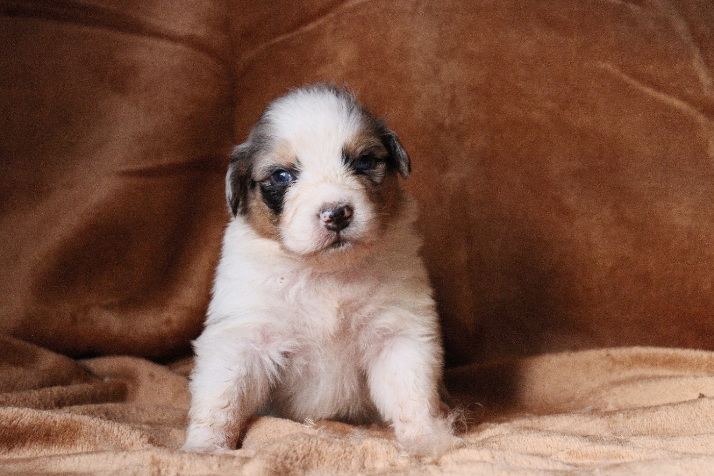 Aux Milles Chemins De Talunna - Chiots disponibles - Berger Australien