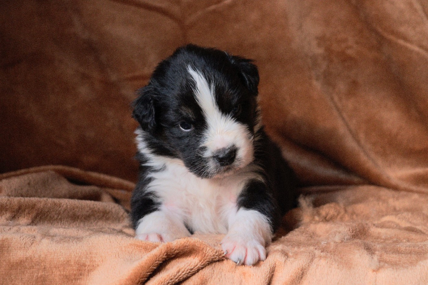 Aux Milles Chemins De Talunna - Chiots disponibles - Berger Australien