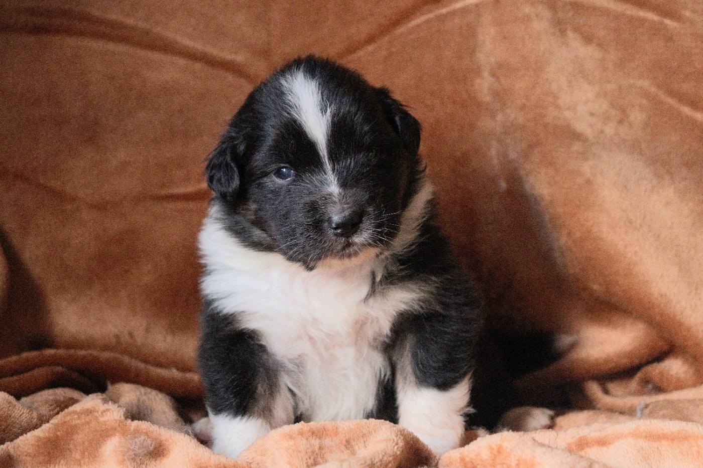 Aux Milles Chemins De Talunna - Chiots disponibles - Berger Australien