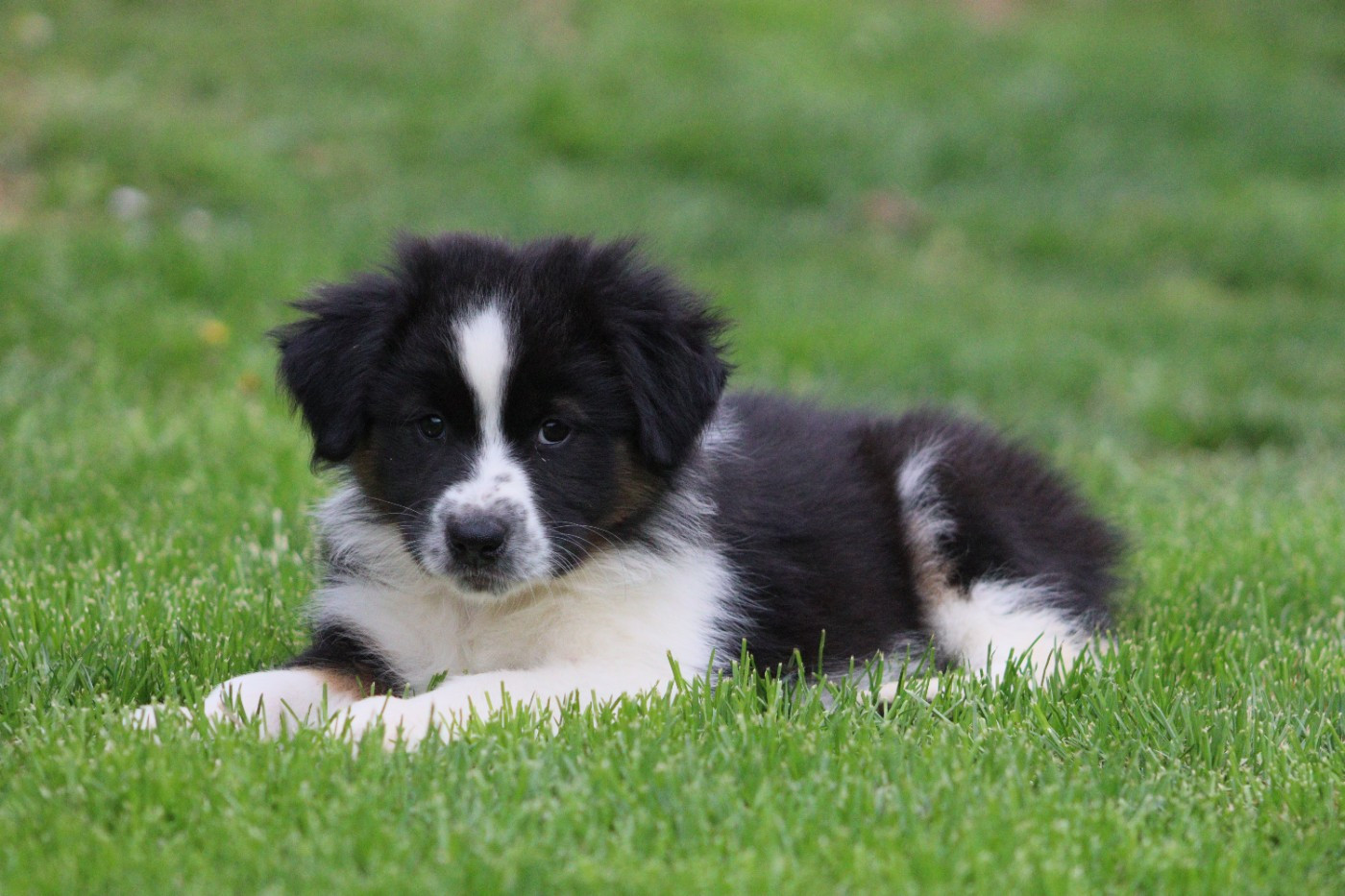 Aux Milles Chemins De Talunna - Chiots disponibles - Berger Australien