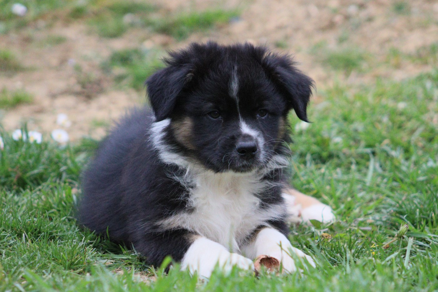 Aux Milles Chemins De Talunna - Chiots disponibles - Berger Australien