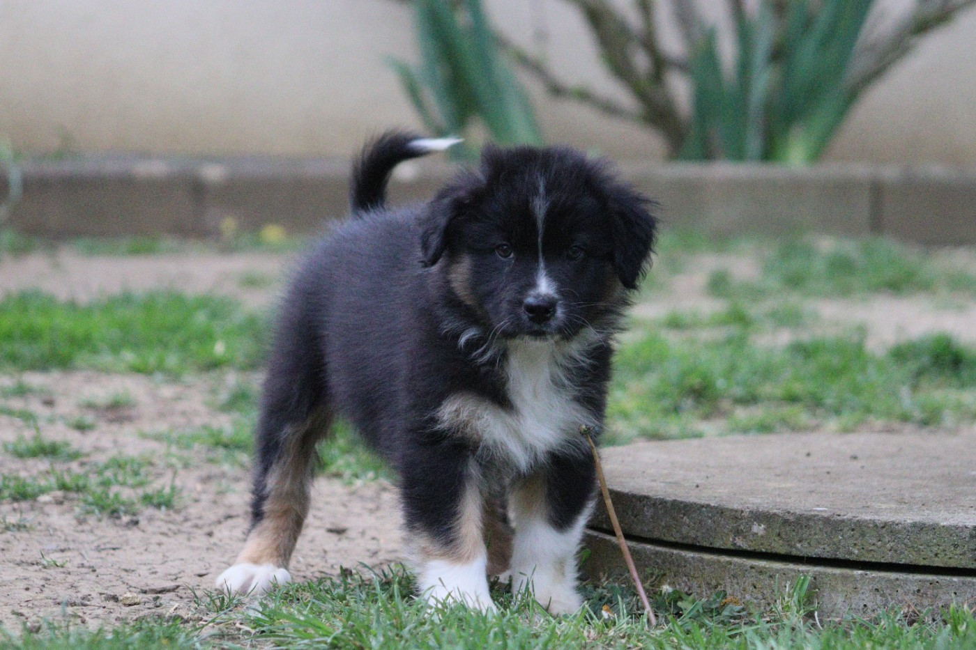 Aux Milles Chemins De Talunna - Chiots disponibles - Berger Australien