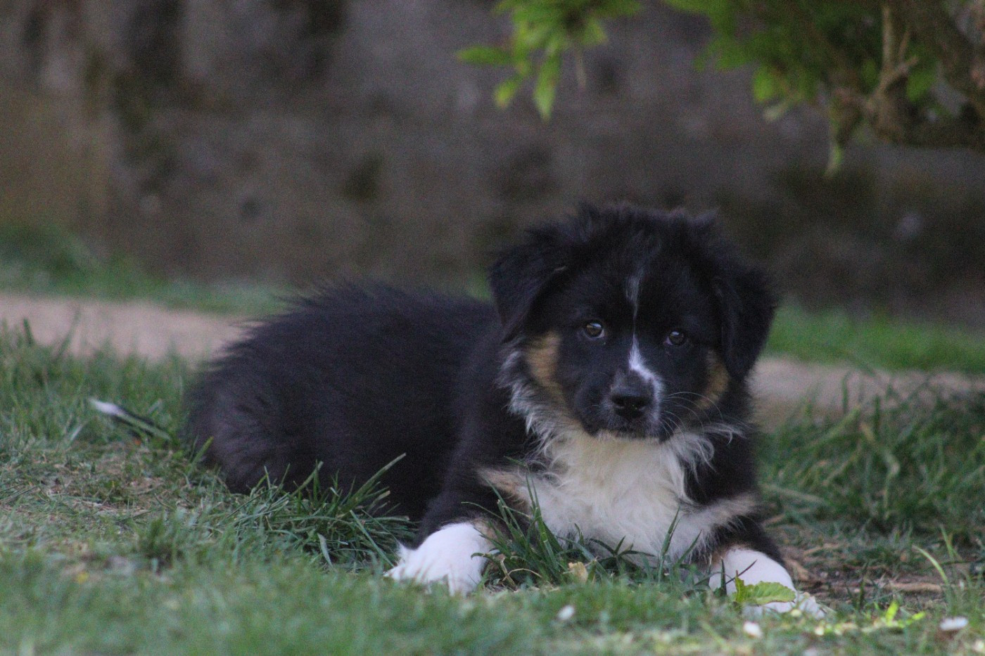 Aux Milles Chemins De Talunna - Chiots disponibles - Berger Australien