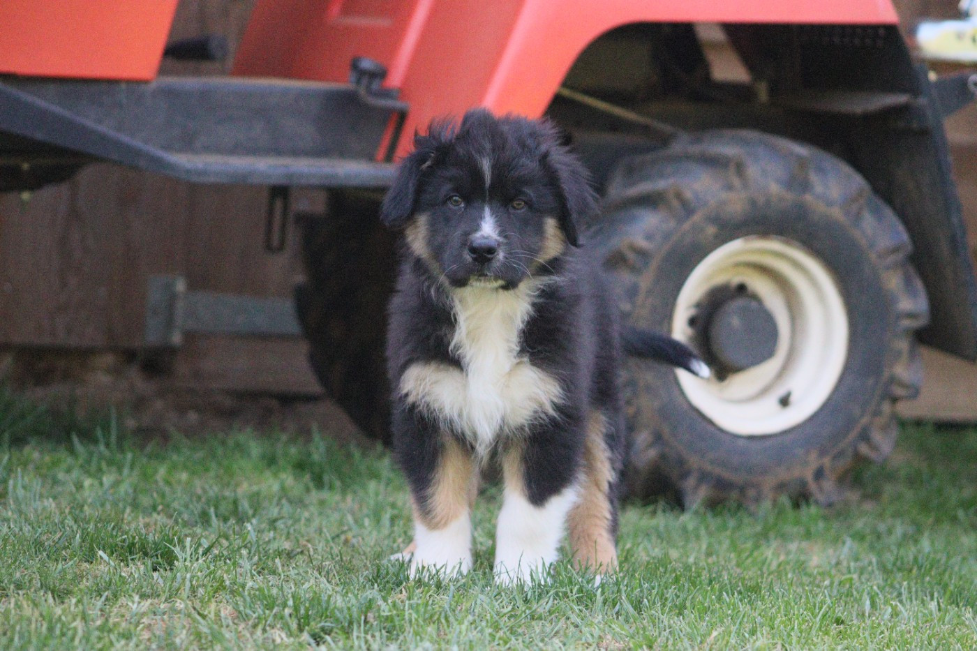 Aux Milles Chemins De Talunna - Chiots disponibles - Berger Australien
