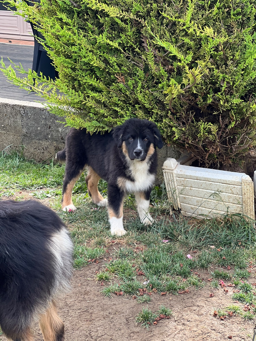 Aux Milles Chemins De Talunna - Chiots disponibles - Berger Australien
