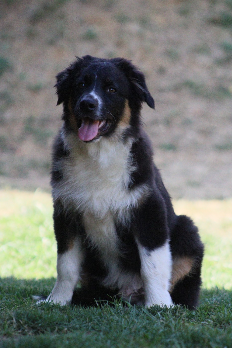 Aux Milles Chemins De Talunna - Chiots disponibles - Berger Australien