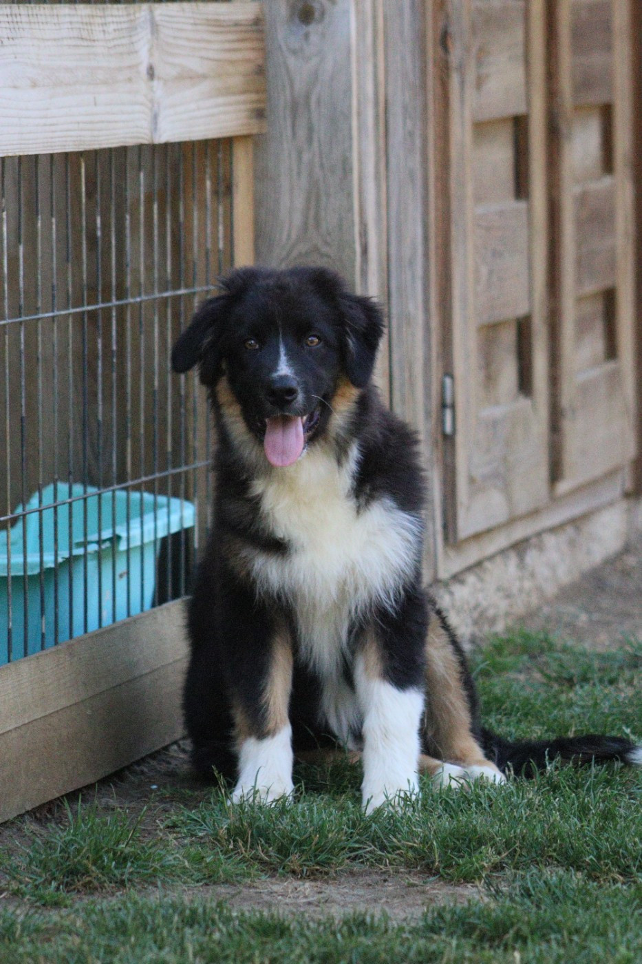 Aux Milles Chemins De Talunna - Chiots disponibles - Berger Australien