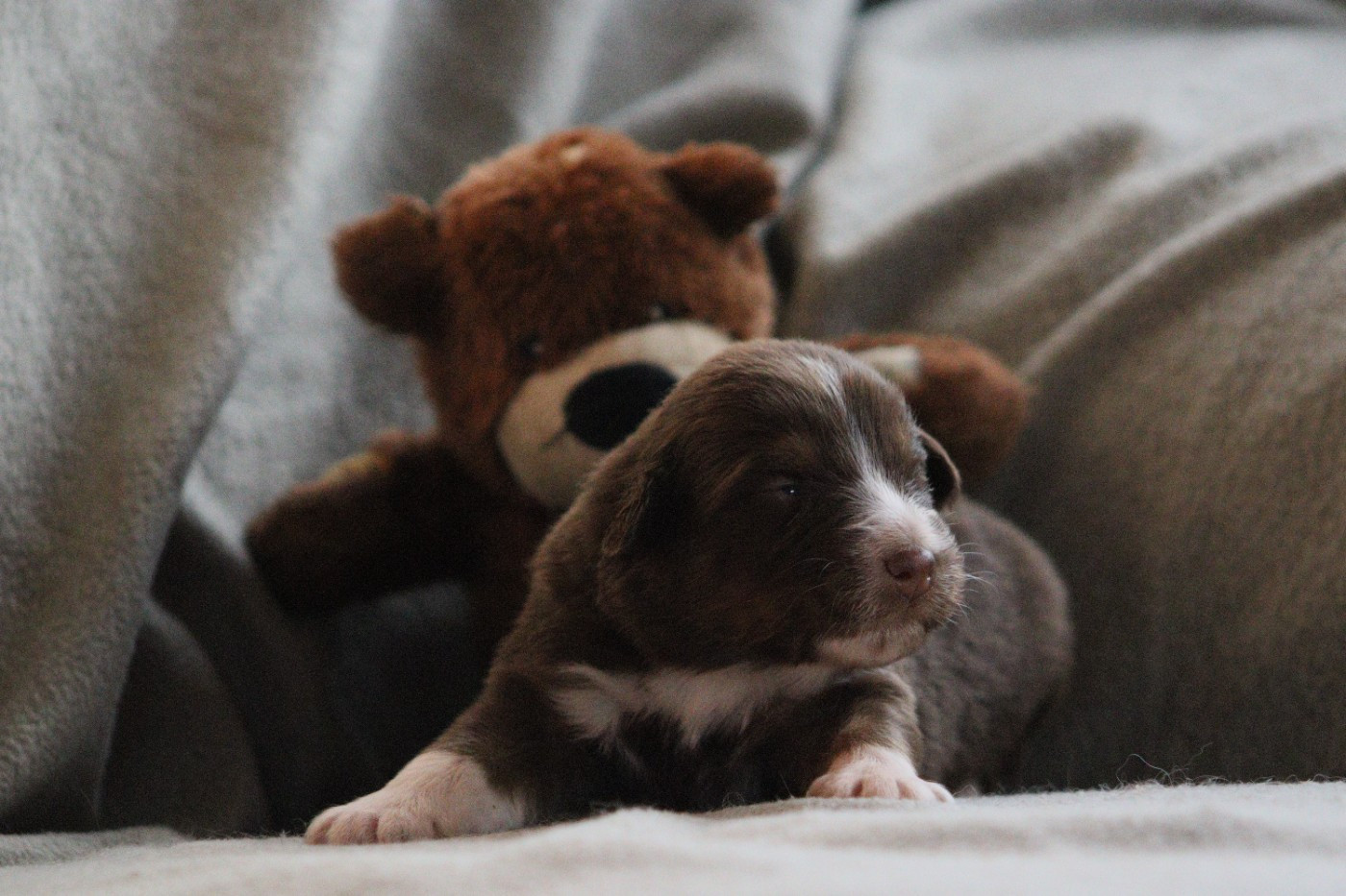 Aux Milles Chemins De Talunna - Chiots disponibles - Berger Australien