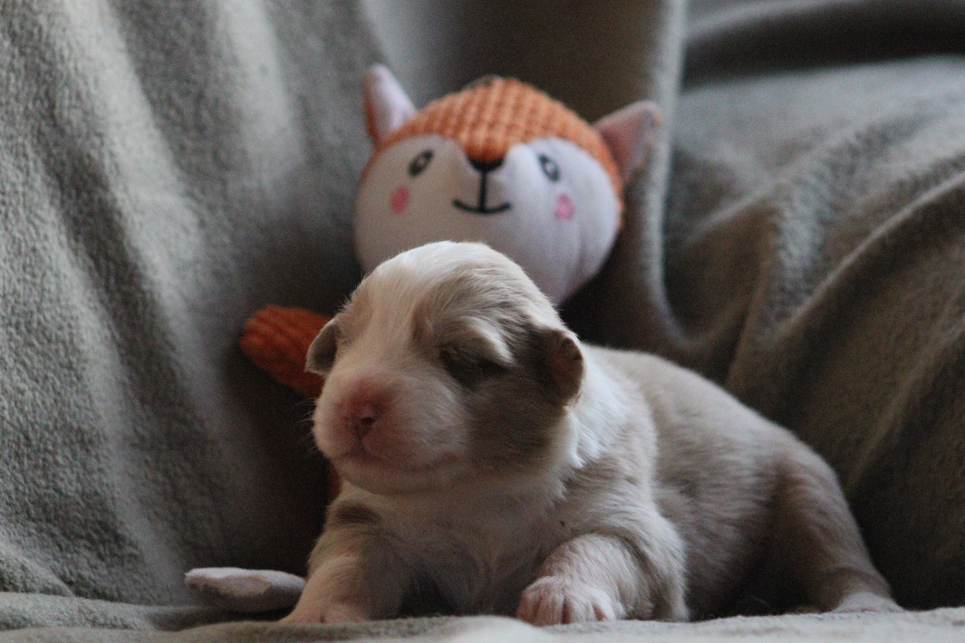 Aux Milles Chemins De Talunna - Chiots disponibles - Berger Australien