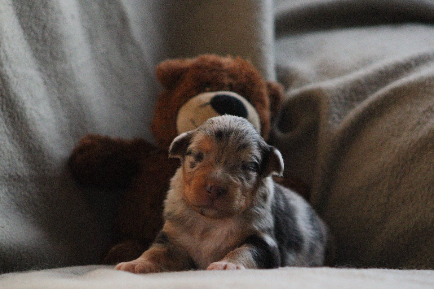 Aux Milles Chemins De Talunna - Chiots disponibles - Berger Australien