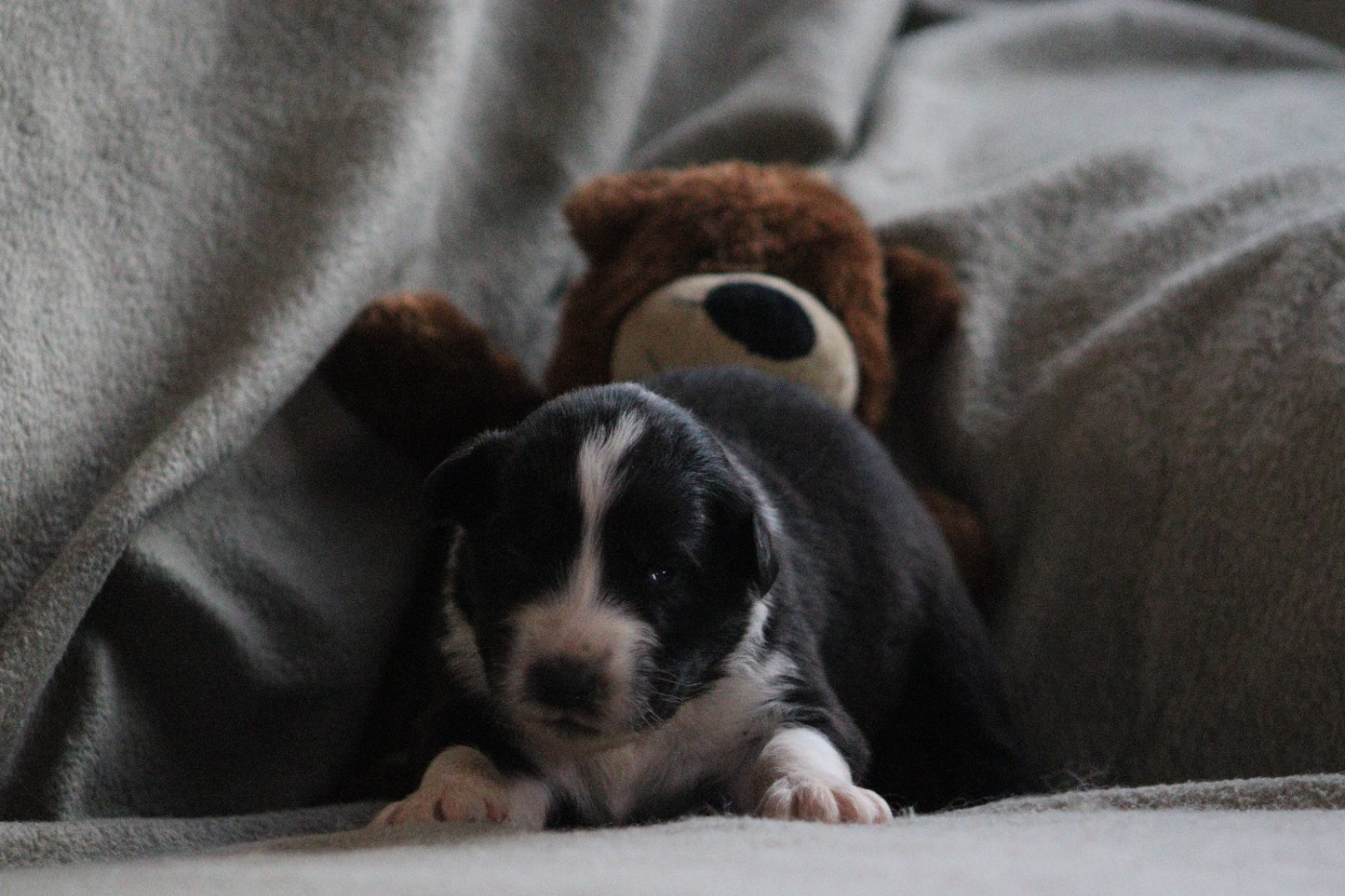 Aux Milles Chemins De Talunna - Chiots disponibles - Berger Australien