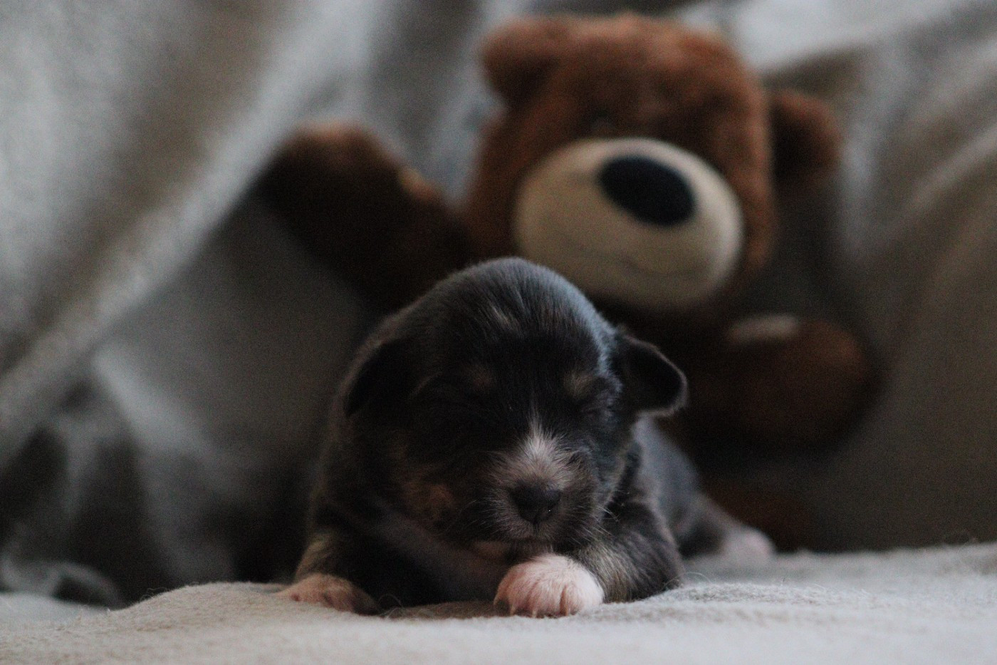 Aux Milles Chemins De Talunna - Chiots disponibles - Berger Australien