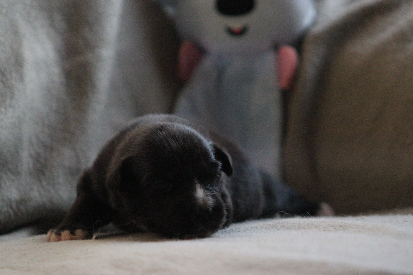 Aux Milles Chemins De Talunna - Chiots disponibles - Berger Australien