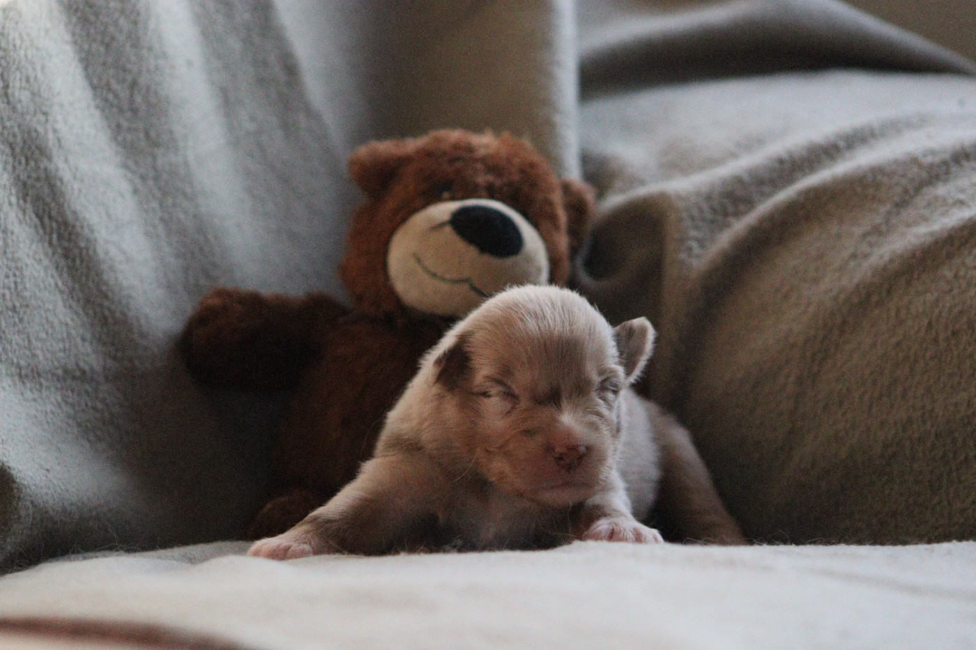 Aux Milles Chemins De Talunna - Chiots disponibles - Berger Australien