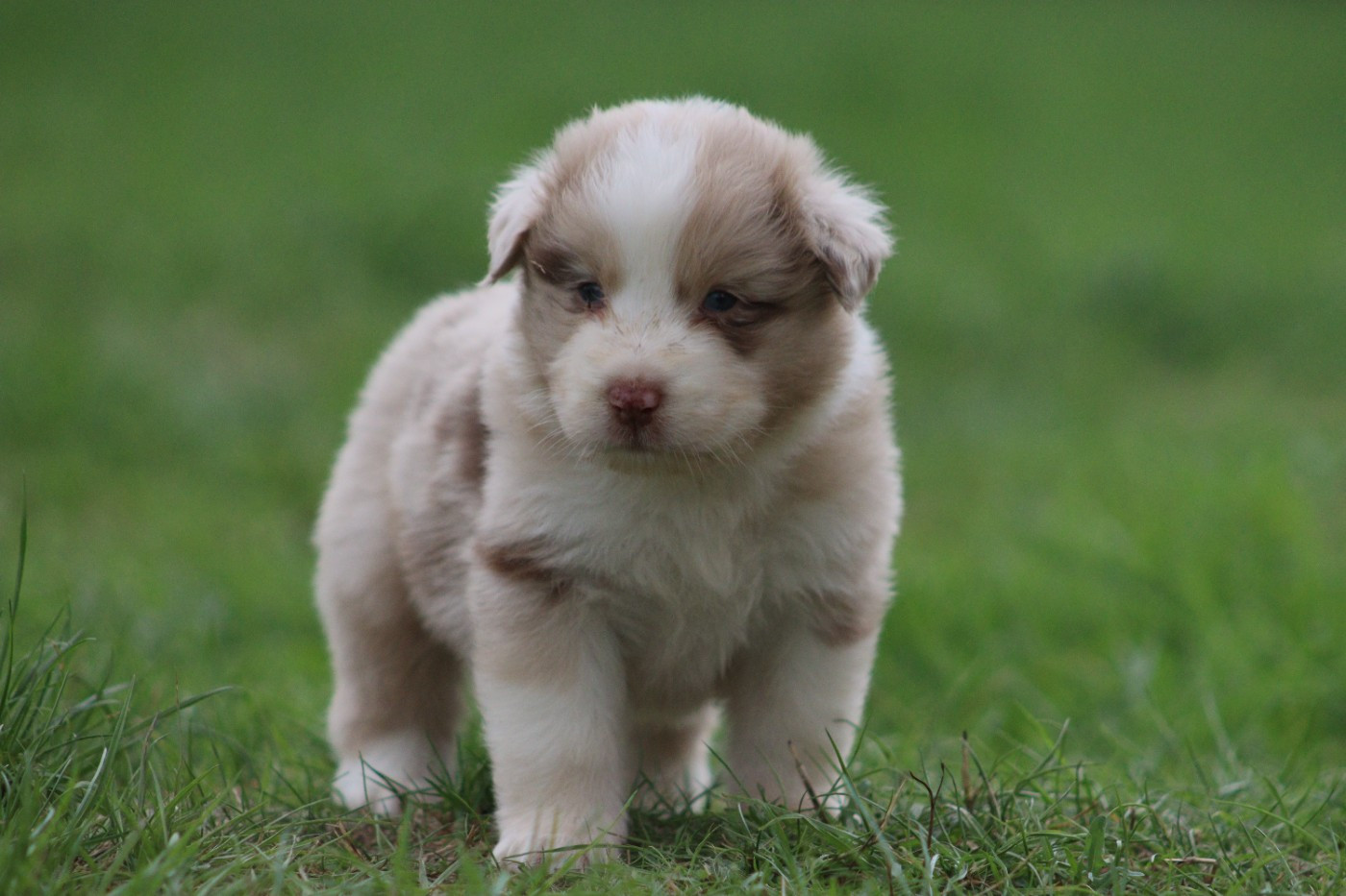 Aux Milles Chemins De Talunna - Chiots disponibles - Berger Australien