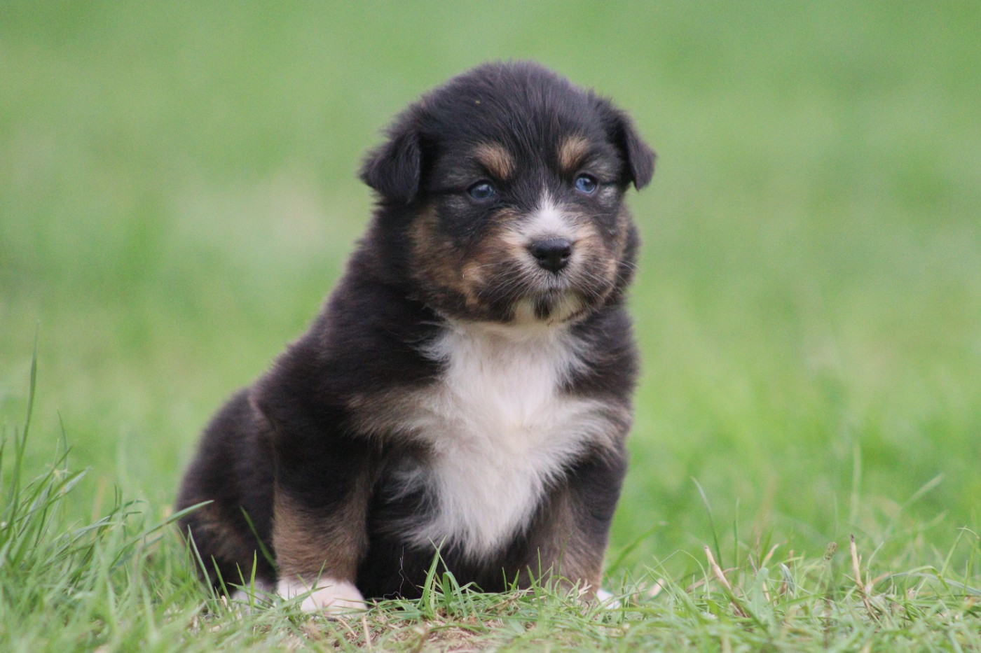 Aux Milles Chemins De Talunna - Chiots disponibles - Berger Australien