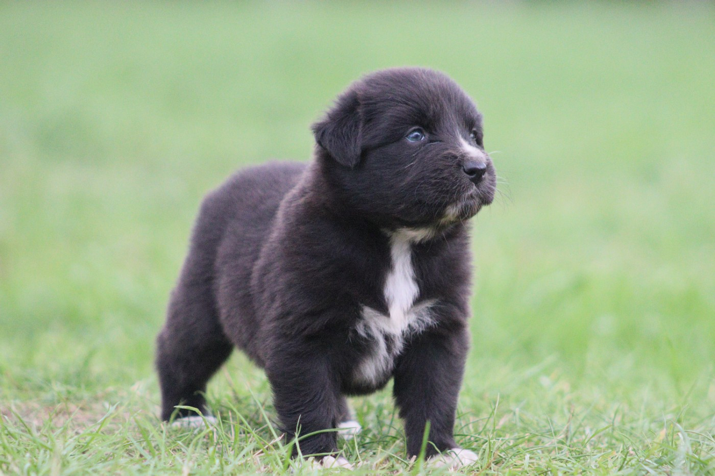 Aux Milles Chemins De Talunna - Chiots disponibles - Berger Australien