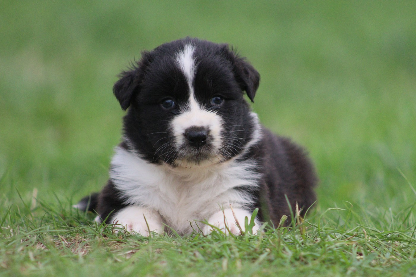Aux Milles Chemins De Talunna - Chiots disponibles - Berger Australien