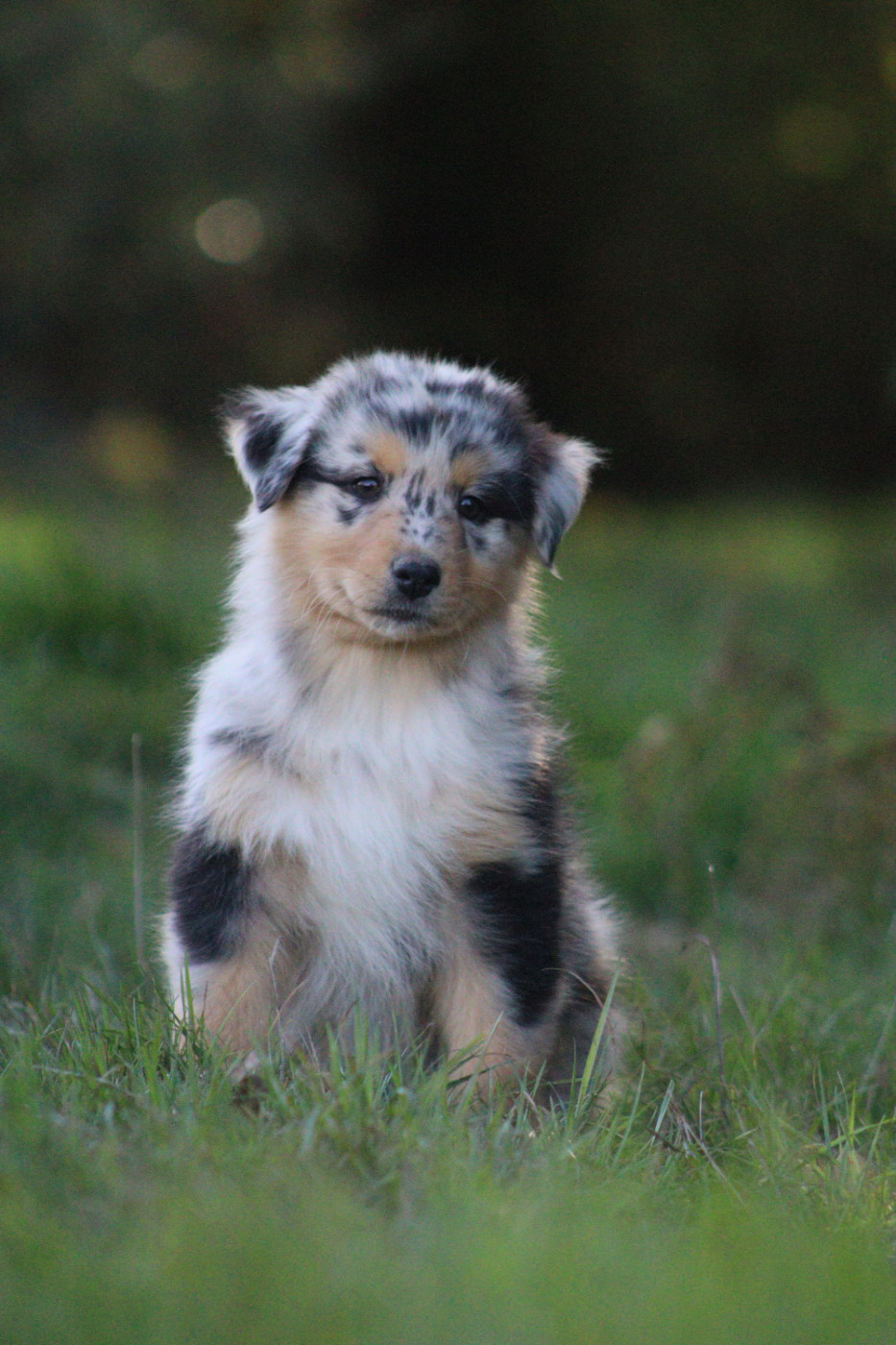 Aux Milles Chemins De Talunna - Chiots disponibles - Berger Australien