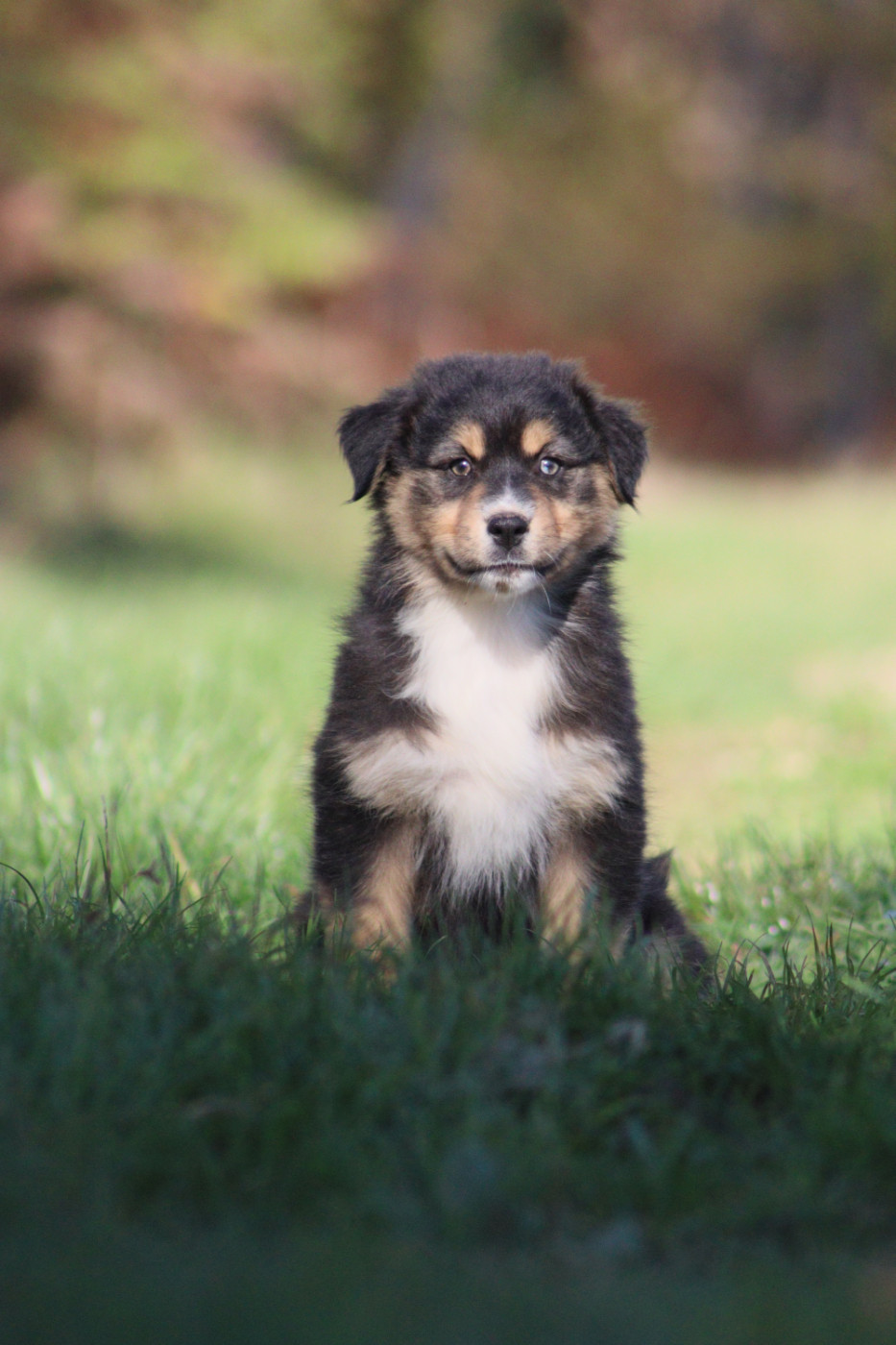 Aux Milles Chemins De Talunna - Chiots disponibles - Berger Australien