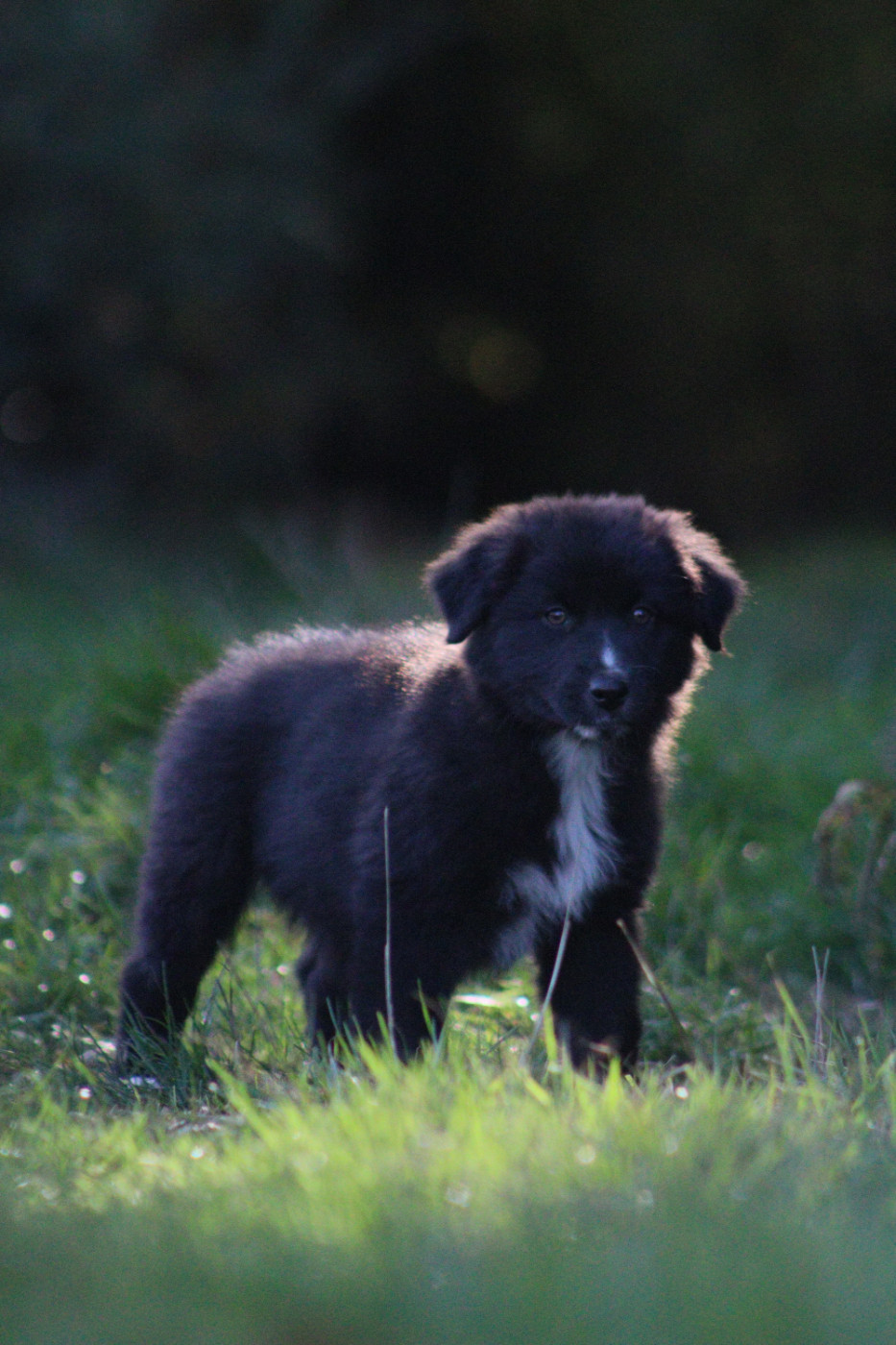 Aux Milles Chemins De Talunna - Chiots disponibles - Berger Australien