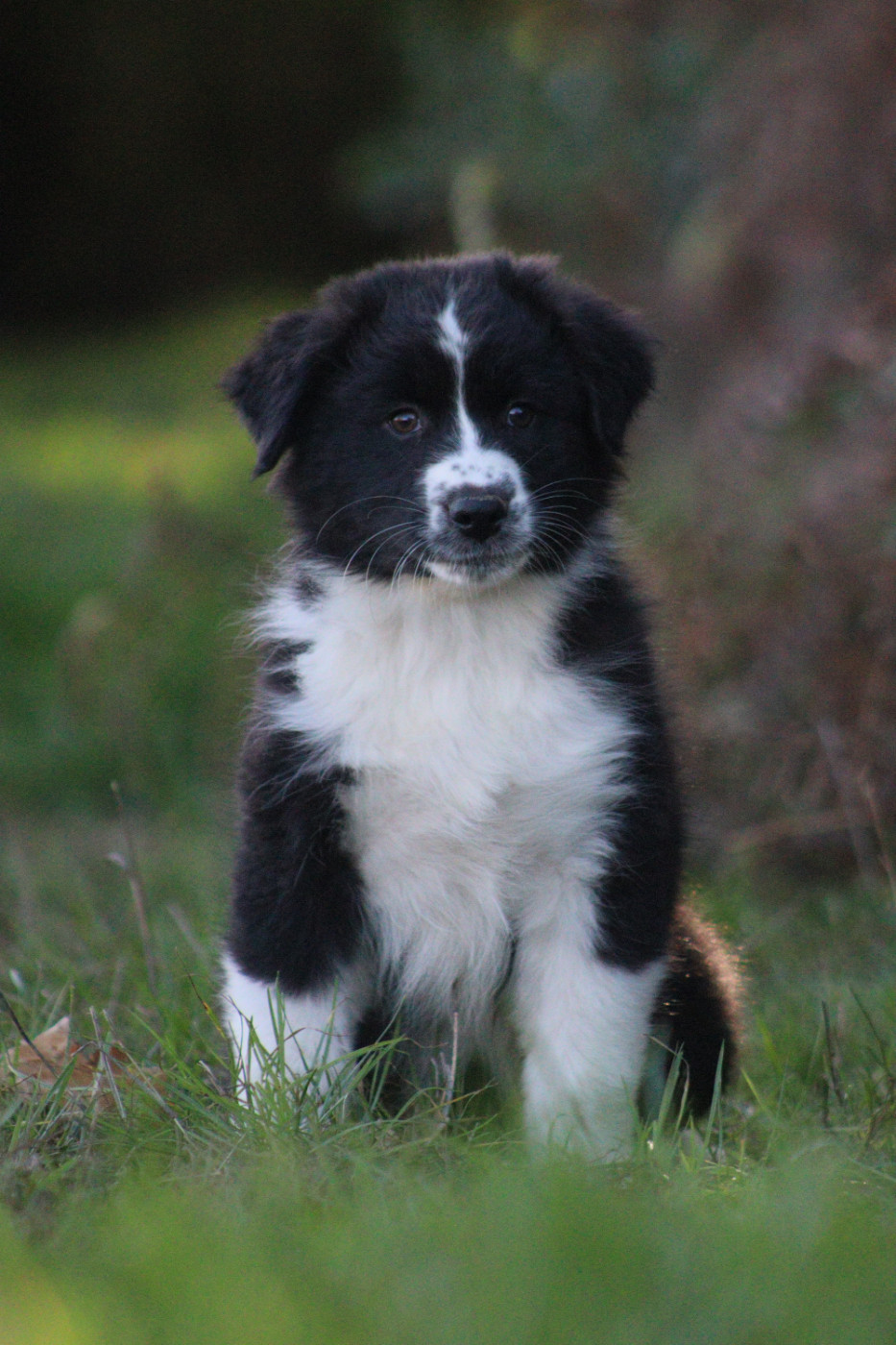 Aux Milles Chemins De Talunna - Chiots disponibles - Berger Australien